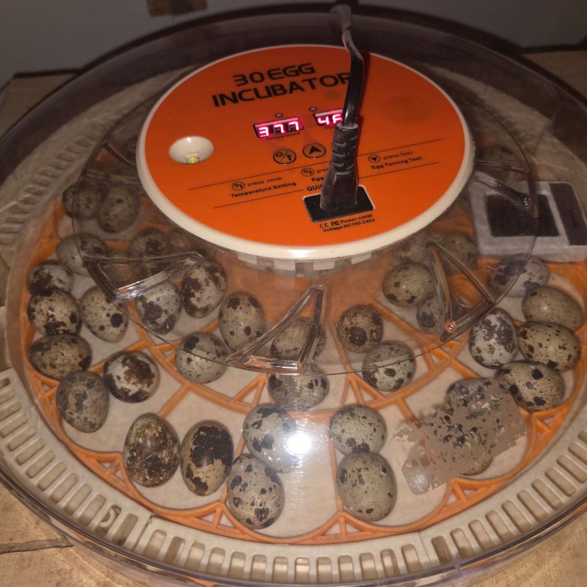 Coturnix Quail Chicks – 2 Week Old Fast Growing & Highly Productive - Image 4