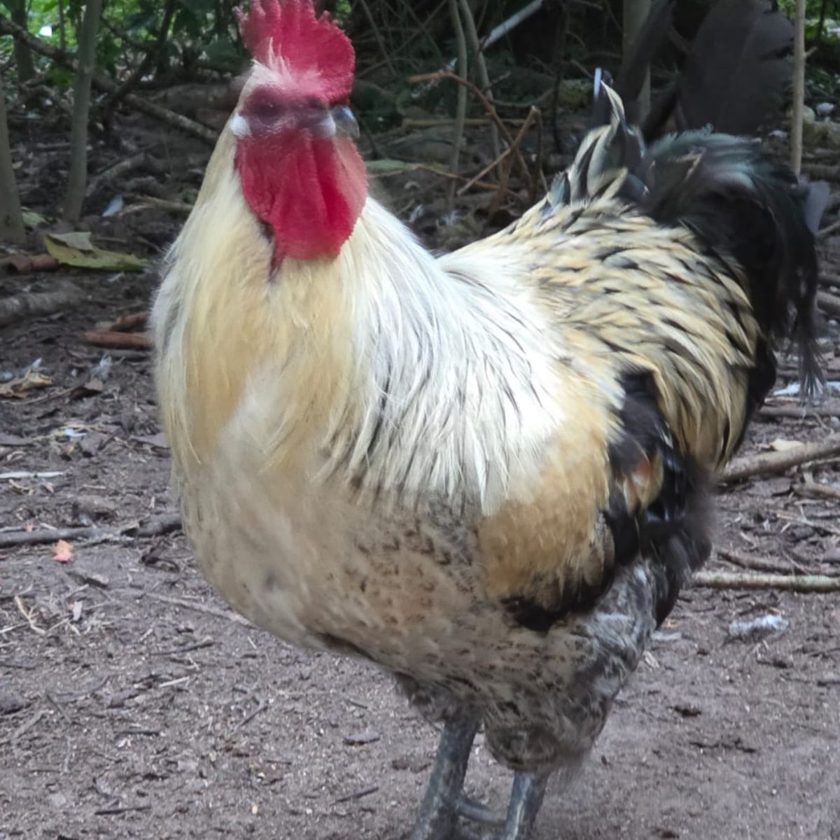 Free‑Range Brown Layer Mix – Fertile Hatching Eggs - Image 11