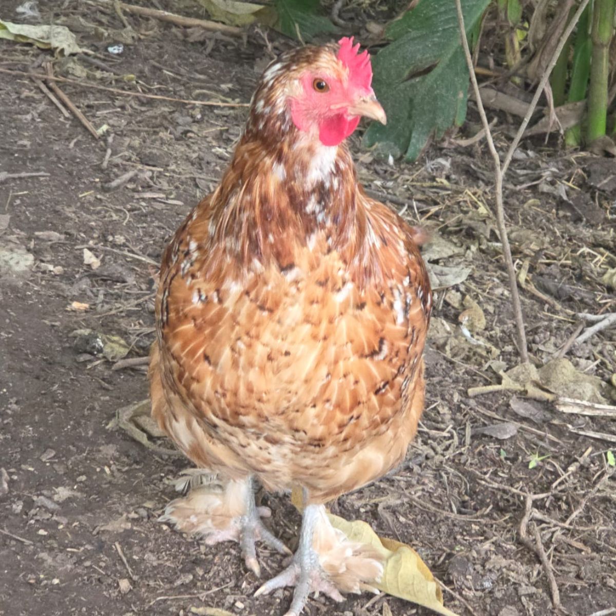 Free‑Range Brown Layer Mix – Fertile Hatching Eggs - Image 10