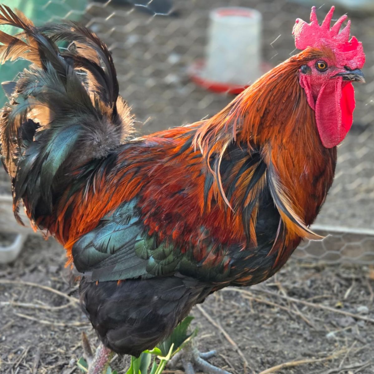 Free‑Range Brown Layer Mix – Fertile Hatching Eggs - Image 9