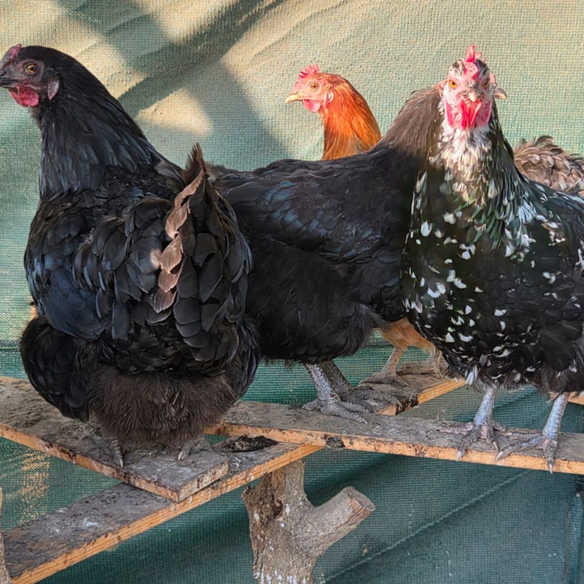 Free‑Range Brown Layer Mix – Fertile Hatching Eggs - Image 8