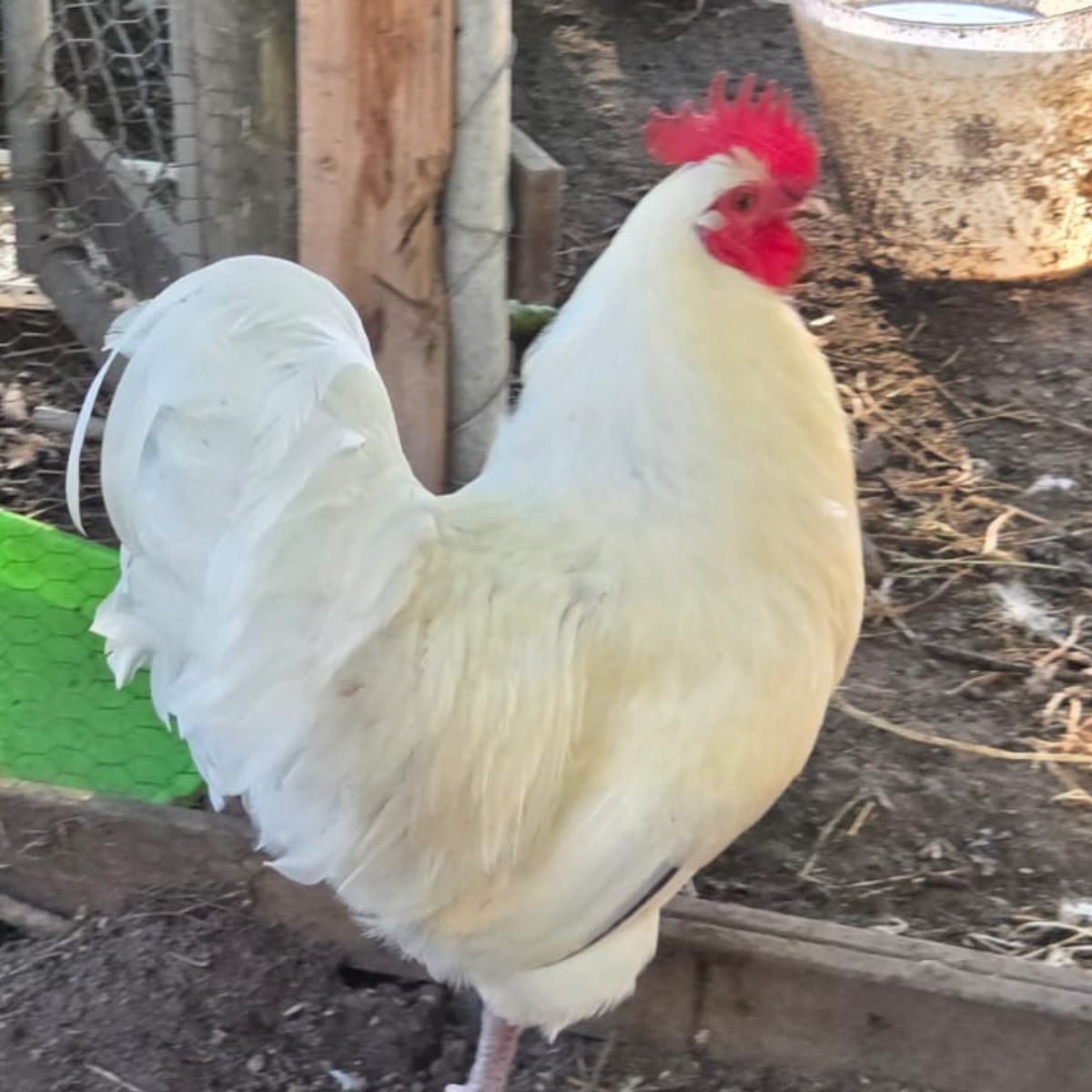 Free‑Range Brown Layer Mix – Fertile Hatching Eggs - Image 7