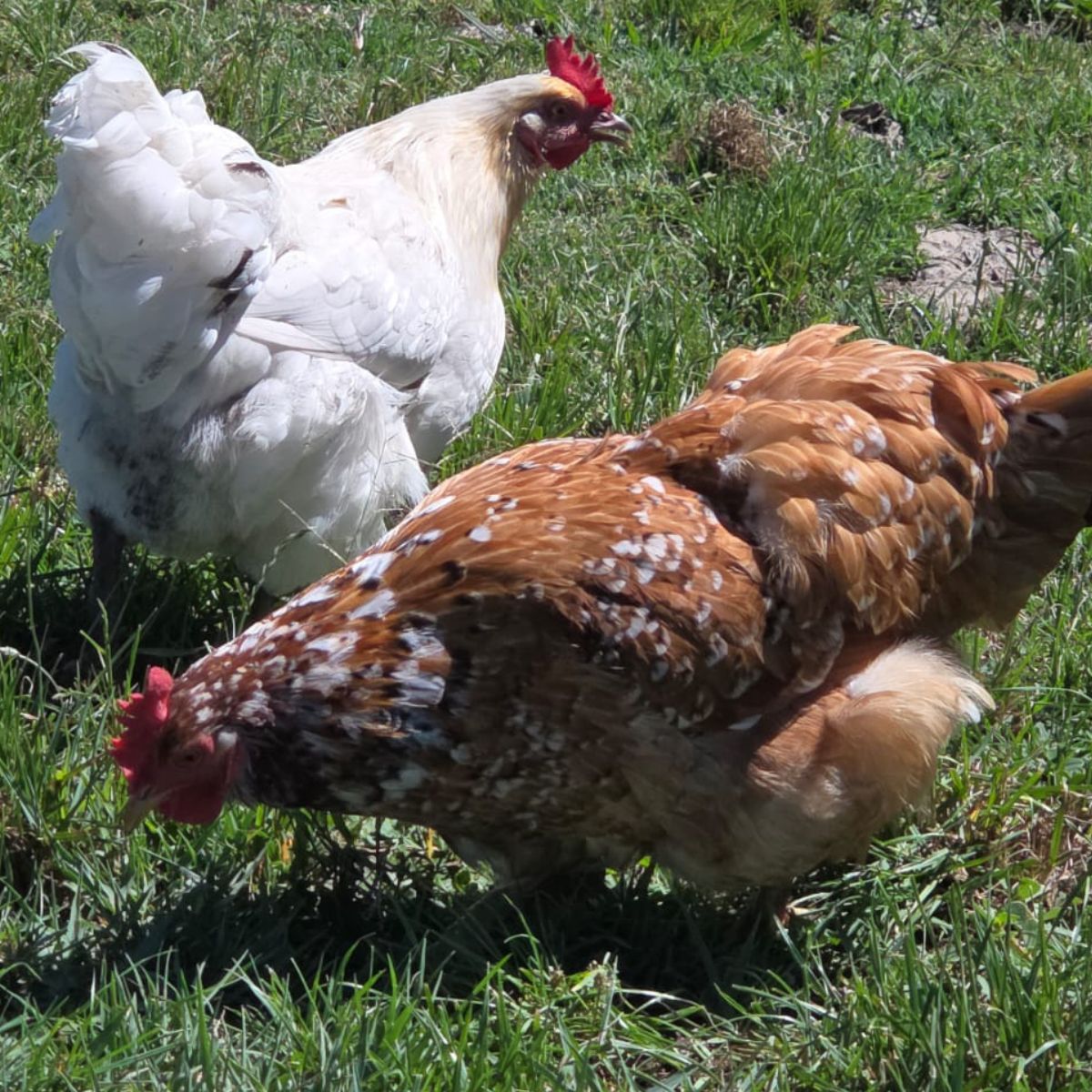 Free‑Range Brown Layer Mix – Fertile Hatching Eggs - Image 6