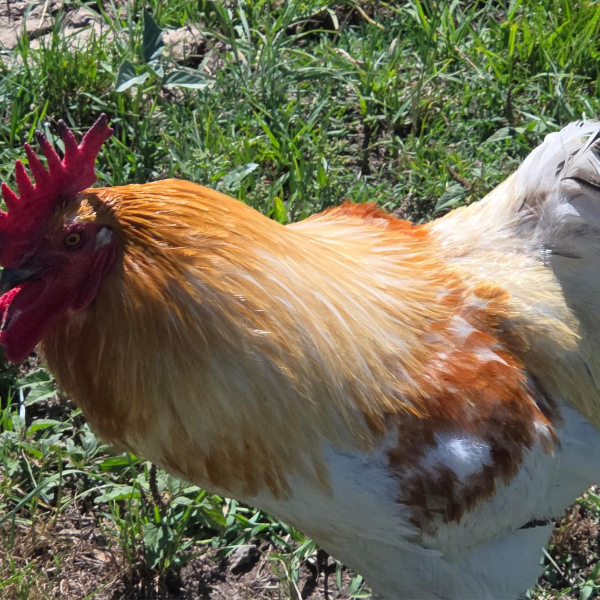 Free‑Range Brown Layer Mix – Fertile Hatching Eggs - Image 5