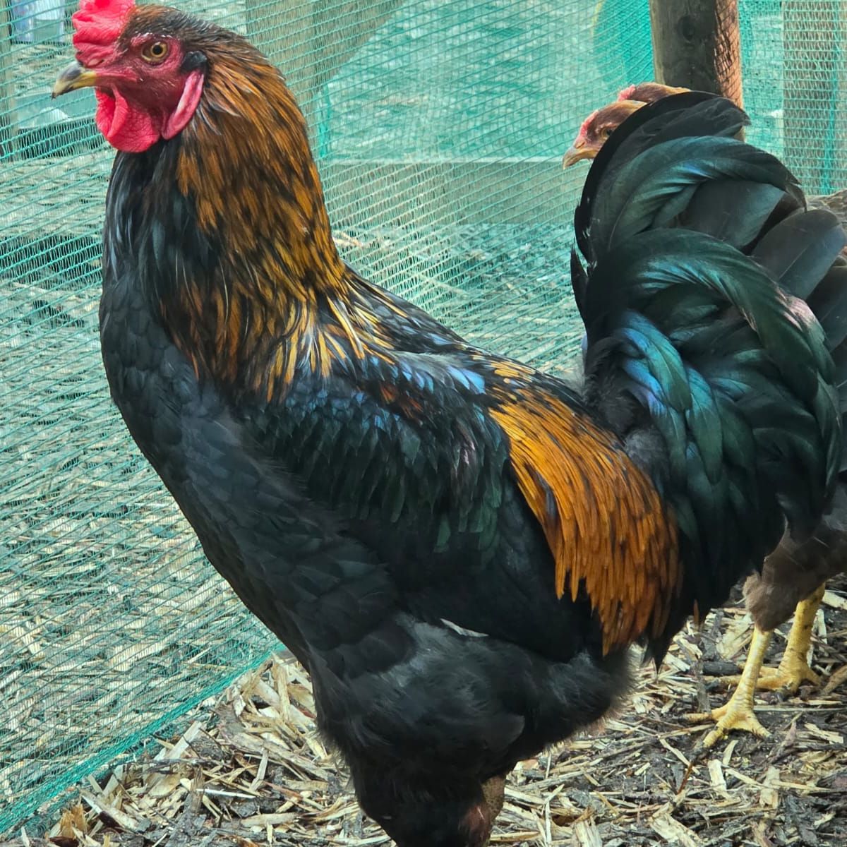 Free‑Range Brown Layer Mix – Fertile Hatching Eggs - Image 13