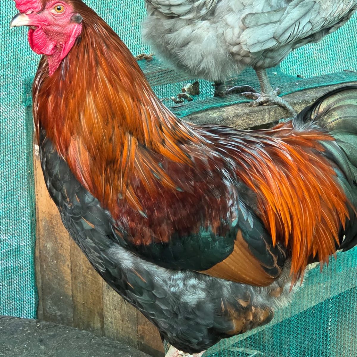 Free‑Range Brown Layer Mix – Fertile Hatching Eggs - Image 12