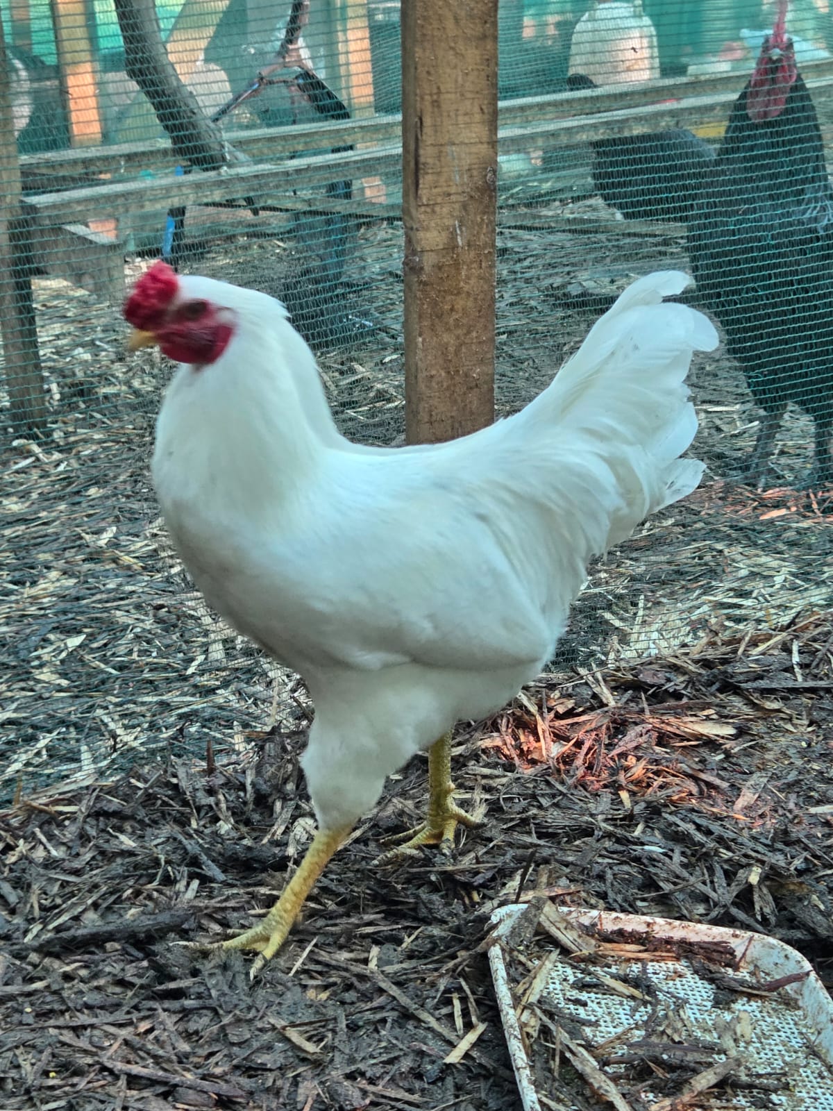 Free‑Range Brown Layer Mix – Fertile Hatching Eggs - Image 14