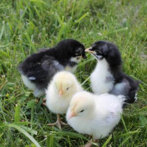 Free‑Range Brown Layer Mix 1 Week Old Chicks