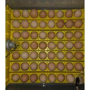 Free‑Range Brown Layer Mix – Fertile Hatching Eggs