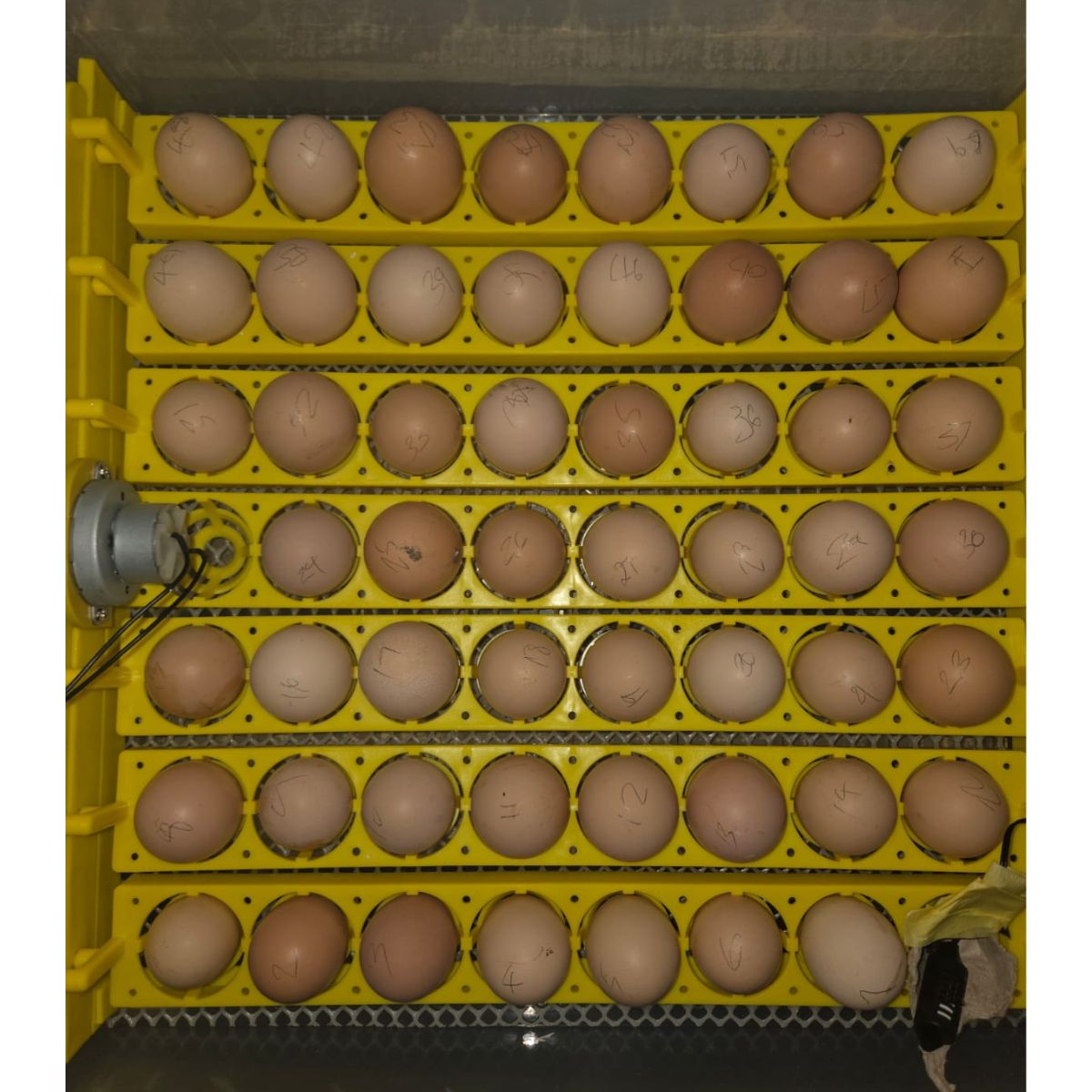 Free‑Range Brown Layer Mix – Fertile Hatching Eggs