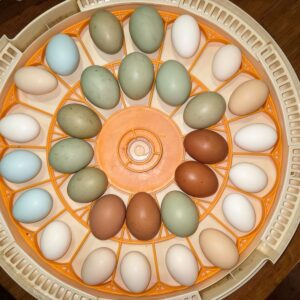 Easter Egger Fertile Eggs – Mixed Colour Egg Layer Line