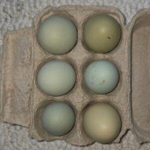 🥚 Ameraucana & Cream Legcanes Cross Fertile Eggs – Blue & Green Egg Layers💙 Beautiful Blue, Turquoise & Green Eggs from Quality Ameraucana-Type and Cream Legbar Cross Breeding Stock 🐣 🐣 Breed Overview These fertile eggs are produced from a carefully selected breeding flock consisting of Ameraucana-type hens and Cream Legbar crosses, running with a quality rooster carrying blue egg genetics 💙 Selected from healthy, productive birds known for laying naturally coloured eggs Bred from reputable bloodlines with a focus on egg colour, hardiness, and temperament Hardy, adaptable birds ideal for backyard flocks and small farm environments 🎨 Egg Colour Expected egg colours include light blue, sky blue, turquoise, mint green, and olive-green shades 🥚💙💚 Blue shell genetics come from the Ameraucana and Cream Legbar lines Some offspring may produce unique green or turquoise eggs depending on inherited genetics Egg shell colour does not affect taste; quality comes from nutrition, health, and freshness 👍 🧬 Appearance & Colour Characteristics Many chicks may inherit the bearded and muffed facial features common in Ameraucana-type birds Potential for attractive blue, splash, grey, mixed, and laced feather patterns ✨ Slate, grey, or willow-coloured legs are common indicators of coloured egg genetics Cream Legbar influence may introduce crests and autosexing characteristics in some offspring Every hatch can produce a variety of unique and beautiful colour combinations 😊 Temperament Generally calm, alert, and easy to manage 🐔 Excellent free-range foragers 🌿 Adapt well to backyard and mixed-flock environments Active birds with good predator awareness 🥚 Egg Production Approximately 180–250 eggs per year depending on genetics and management Reliable layers under proper care and nutrition Expected to produce a colourful egg basket with shades of blue and green 🌿 Why They're Perfect Backyard Chickens Unique and eye-catching coloured eggs 💎 Great combination of ornamental beauty and practical egg production Hardy, productive, and low-maintenance birds Excellent for beginners and experienced poultry keepers alike Ideal for anyone wanting a diverse and colourful laying flock 💡 Fun Facts The blue egg gene colours the shell throughout its entire thickness 💙 Each hen lays her own consistent shade once mature Cream Legbars and Ameraucanas are among the world's most popular coloured egg breeds Crossing blue egg layers can create a beautiful mix of blue, turquoise, and green eggs in future generations ⭐ Why You'll Love Them Premium blue and green egg genetics 🥚 Potential for colourful, unique offspring Distinctive bearded, muffed, and sometimes crested birds ✨ Perfect for building a colourful egg basket or starting a small coloured-egg business 📦 What You're Getting Fresh fertile eggs from our Ameraucana-type and Cream Legbar cross breeding flock Collected from healthy, active hens running with a proven rooster Selected from well-managed birds in their productive laying period 💪 Carefully packed to maximise hatching potential 📊 Stock Availability Limited stock available ⚠️ Current production approximately 2–5 eggs per day Orders processed on a first-come, first-served basis Fresh eggs are collected daily when available 🐣 Perfect for poultry enthusiasts looking to hatch beautiful birds capable of producing stunning shades of blue, turquoise, and green eggs for years to come. 💙💚🥚