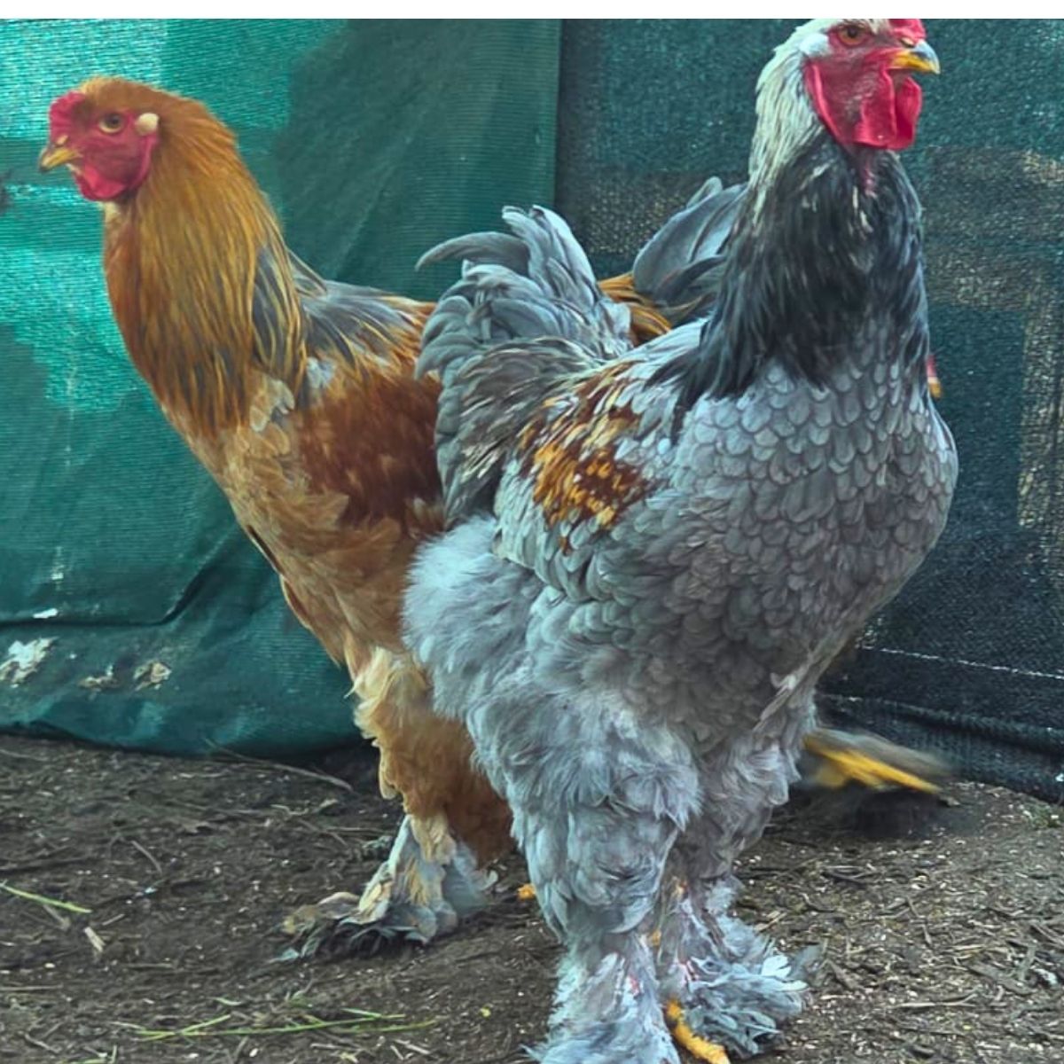 Brahma Fertile Eggs – Mixed Colour Gentle Giant Line (PRICE IS PER EGG) - Image 31