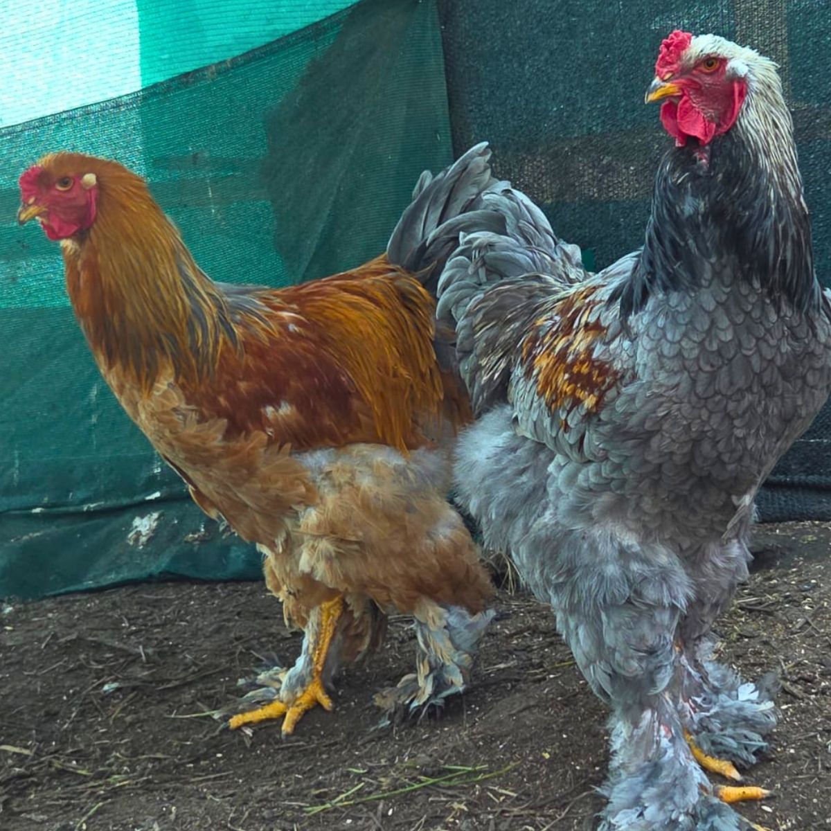 Brahma Fertile Eggs – Mixed Colour Gentle Giant Line (PRICE IS PER EGG) - Image 30