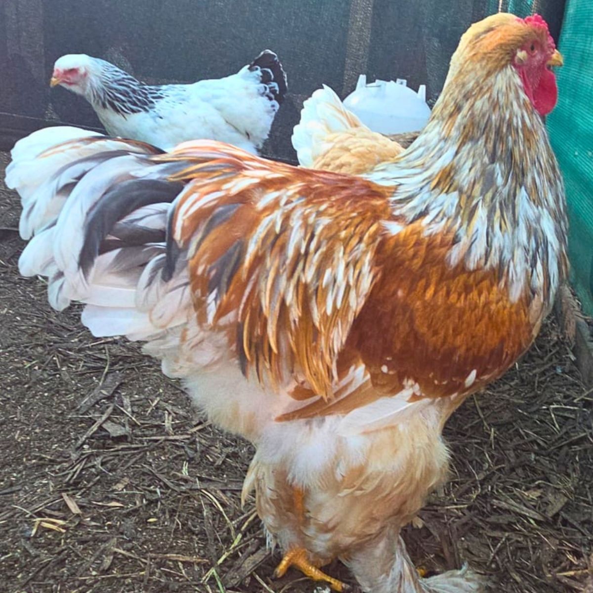 Brahma Fertile Eggs – Mixed Colour Gentle Giant Line (PRICE IS PER EGG) - Image 29