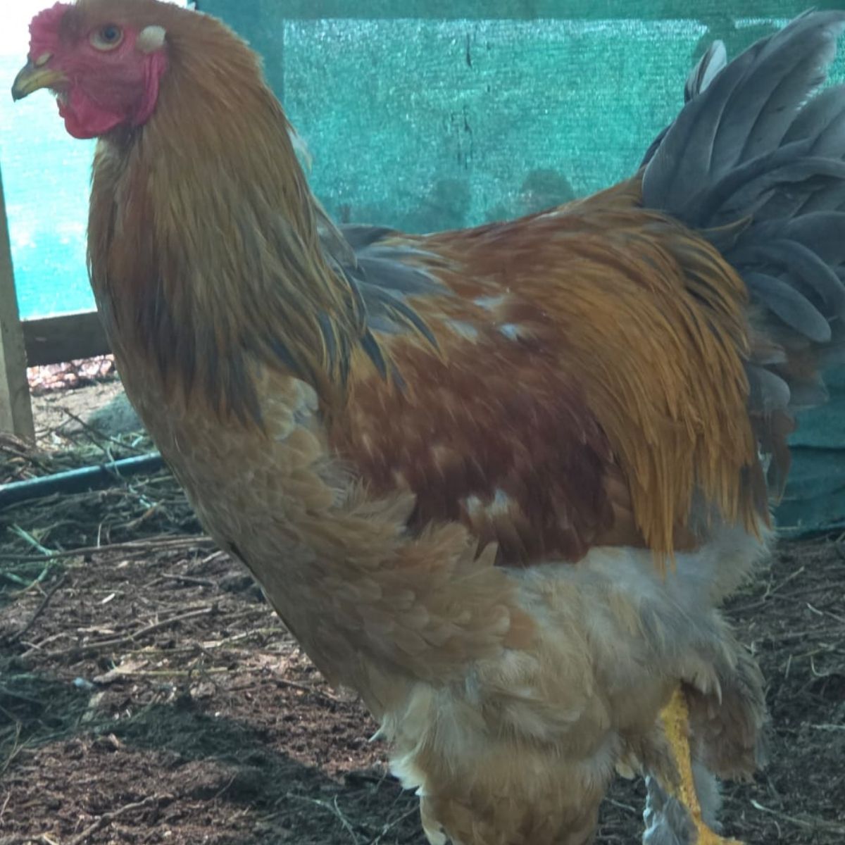 Brahma Fertile Eggs – Mixed Colour Gentle Giant Line (PRICE IS PER EGG) - Image 28