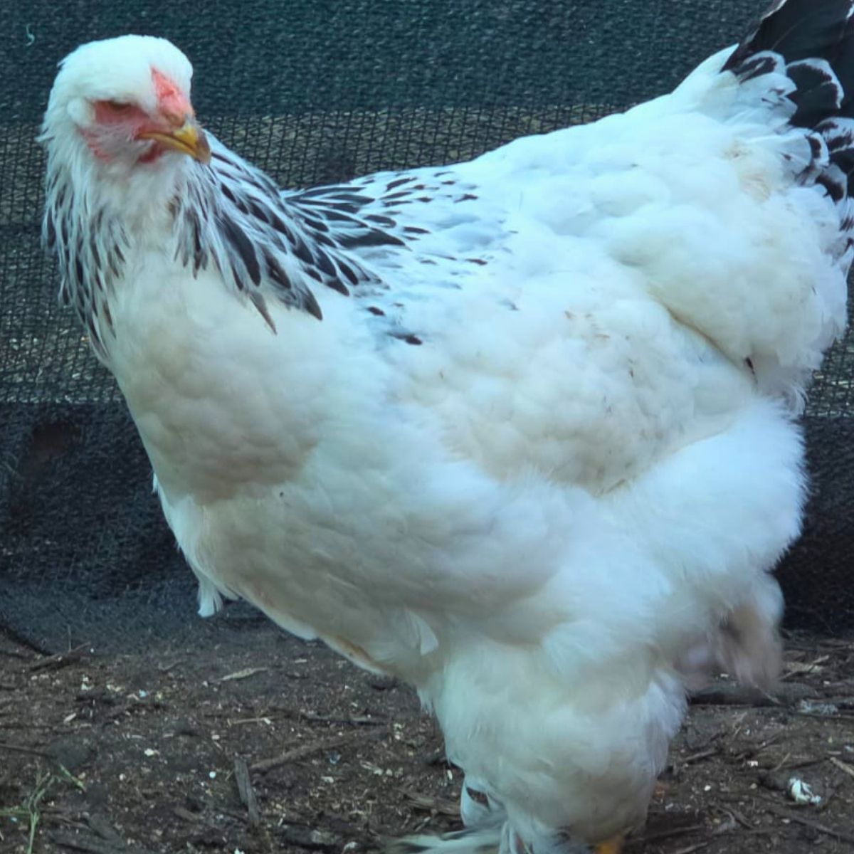 Brahma Fertile Eggs – Mixed Colour Gentle Giant Line (PRICE IS PER EGG) - Image 27