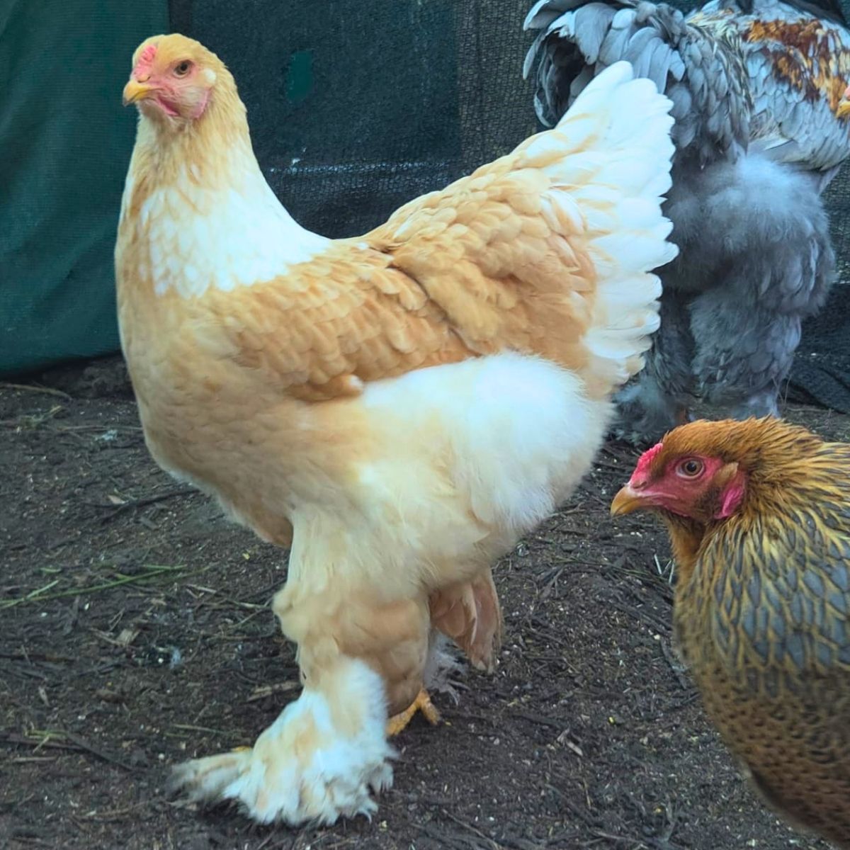 Brahma Fertile Eggs – Mixed Colour Gentle Giant Line (PRICE IS PER EGG) - Image 26
