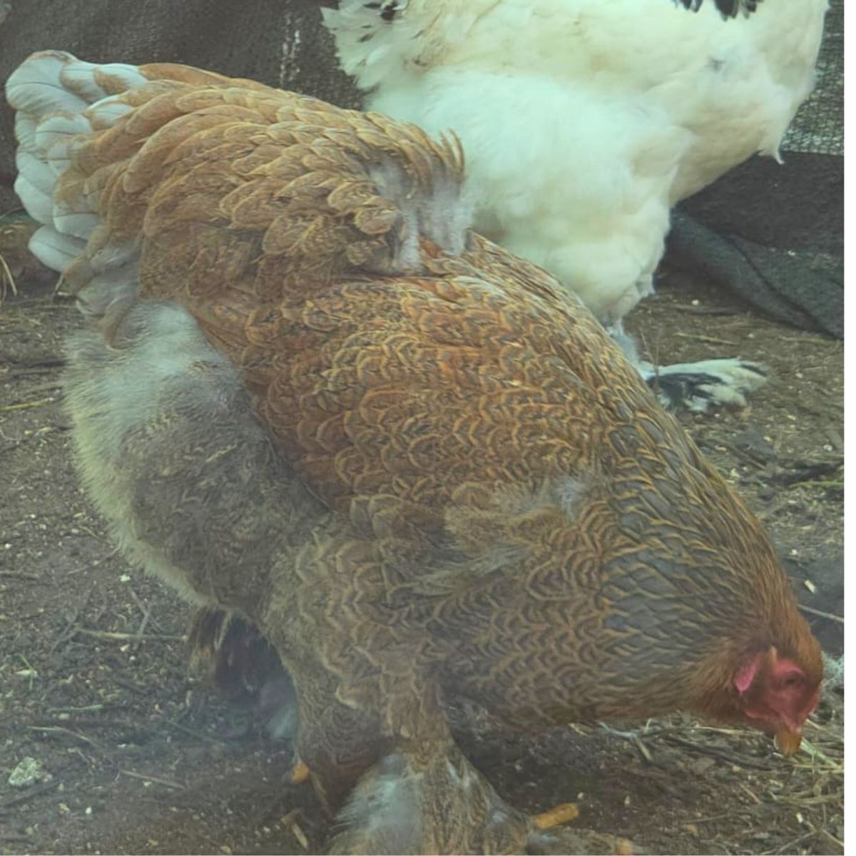 Brahma Fertile Eggs – Mixed Colour Gentle Giant Line (PRICE IS PER EGG) - Image 25