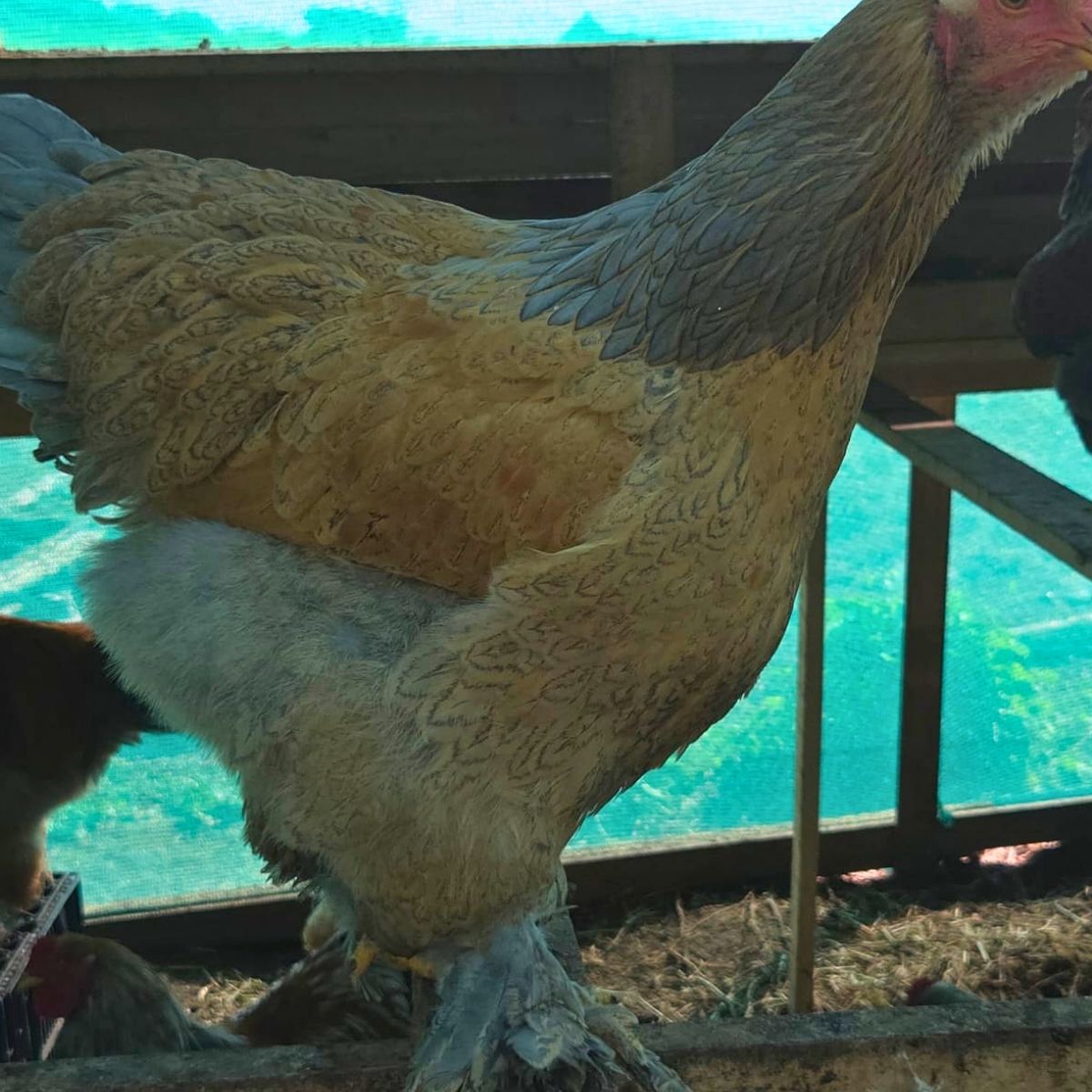 Brahma Fertile Eggs – Mixed Colour Gentle Giant Line (PRICE IS PER EGG) - Image 23