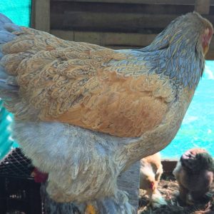 Brahma Fertile Eggs – Mixed Colour Gentle Giant Line (PRICE IS PER EGG)