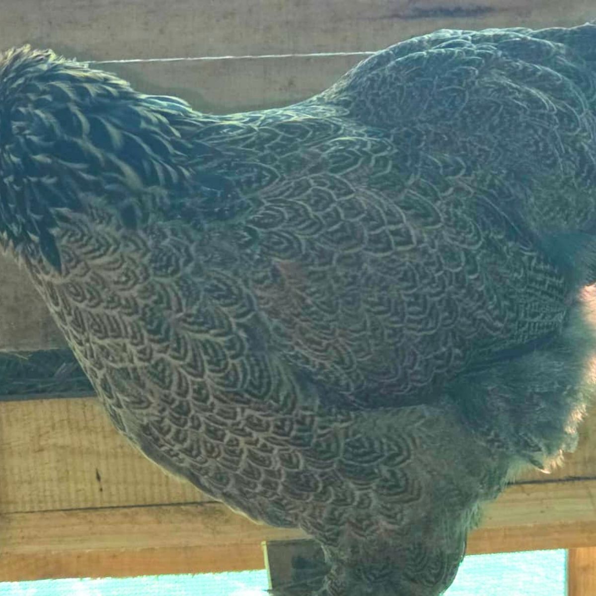 Brahma Fertile Eggs – Mixed Colour Gentle Giant Line (PRICE IS PER EGG) - Image 22