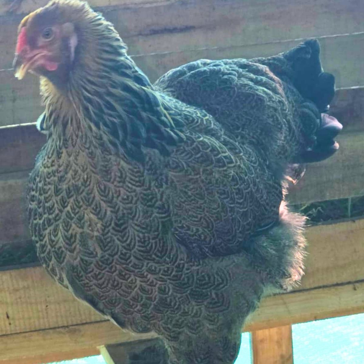 Brahma Fertile Eggs – Mixed Colour Gentle Giant Line (PRICE IS PER EGG) - Image 21