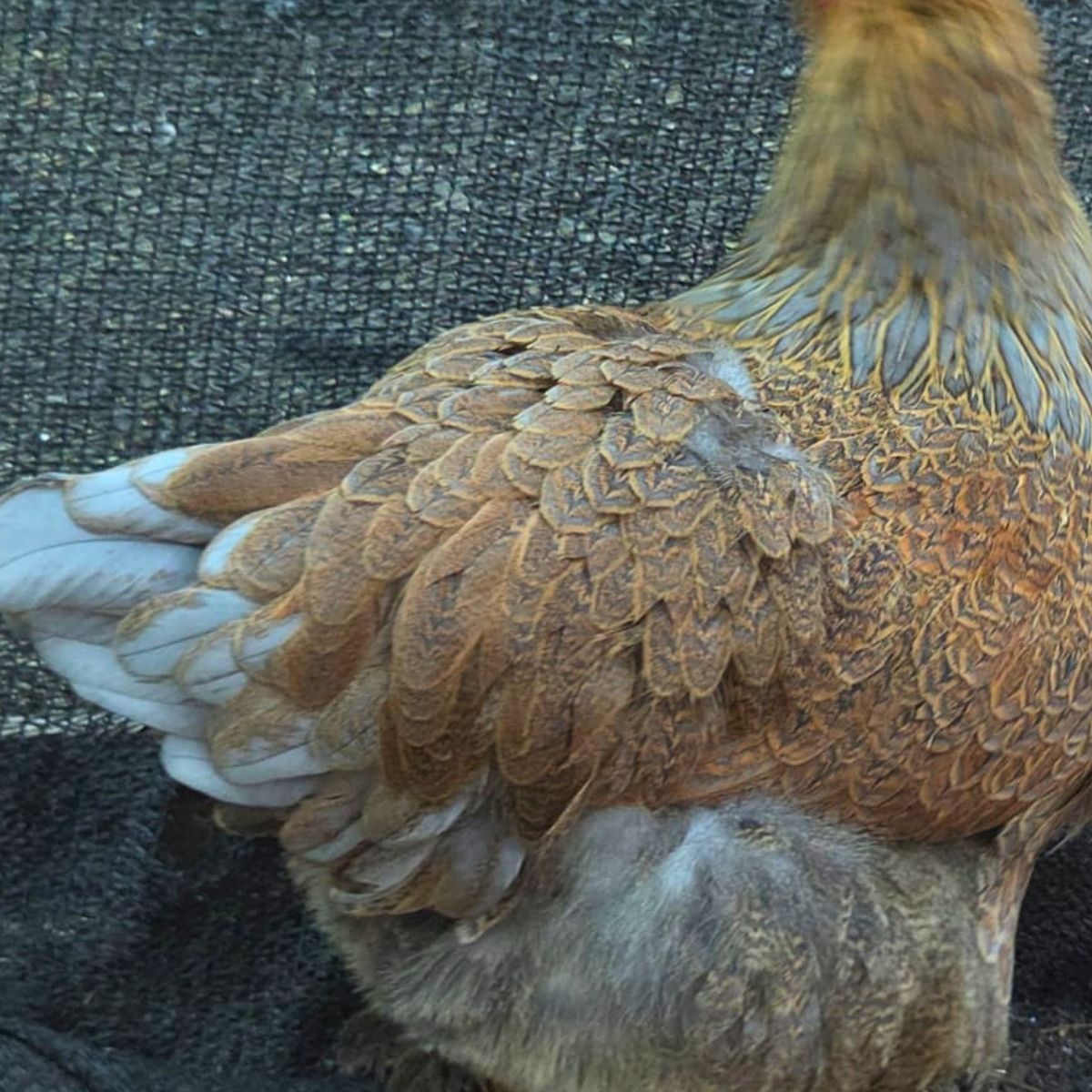 Brahma Fertile Eggs – Mixed Colour Gentle Giant Line (PRICE IS PER EGG) - Image 20