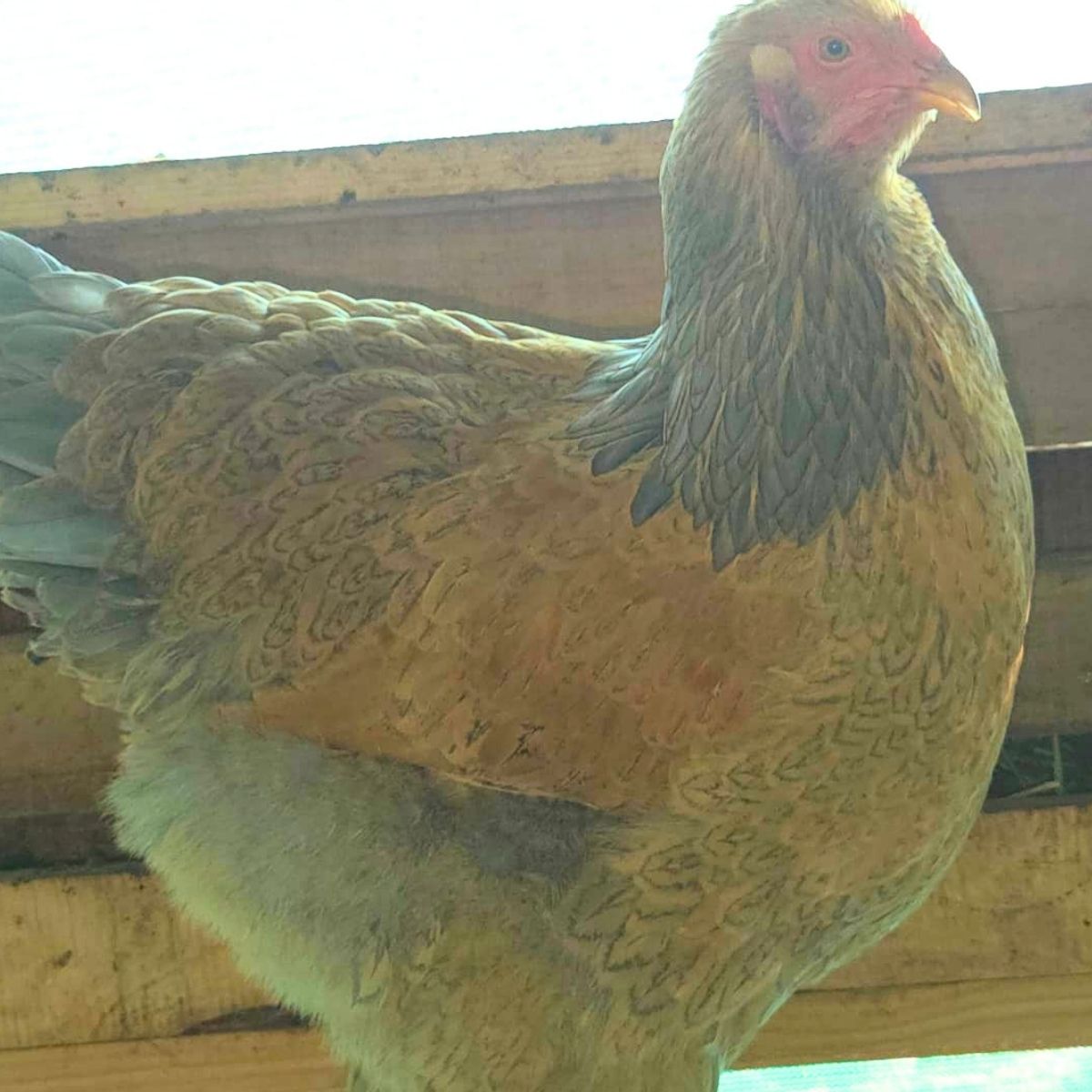 Brahma Fertile Eggs – Mixed Colour Gentle Giant Line (PRICE IS PER EGG) - Image 19