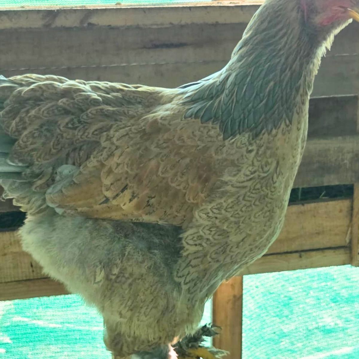 Brahma Fertile Eggs – Mixed Colour Gentle Giant Line (PRICE IS PER EGG) - Image 18