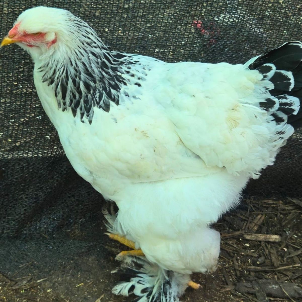 Brahma Fertile Eggs – Mixed Colour Gentle Giant Line (PRICE IS PER EGG) - Image 17
