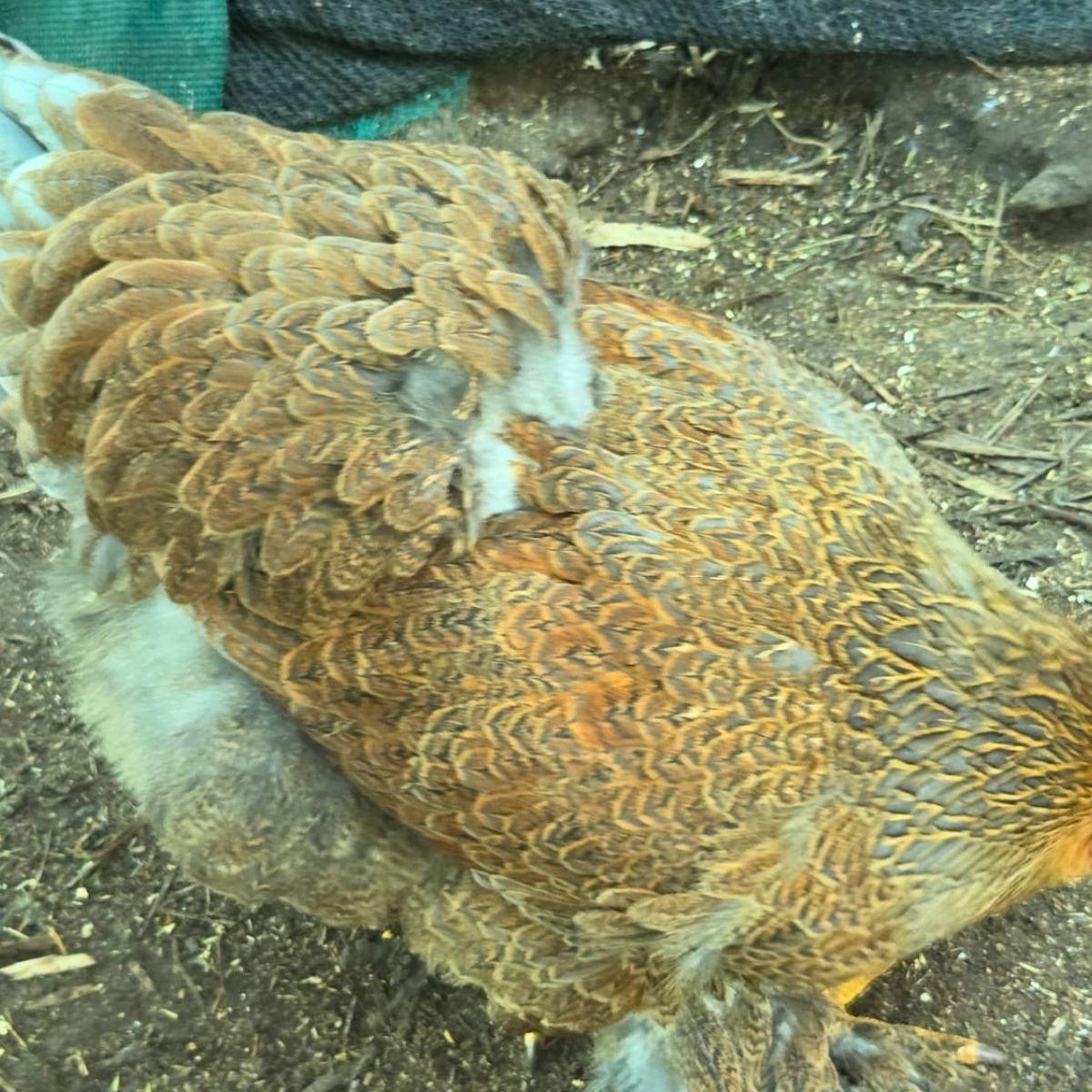 Brahma Fertile Eggs – Mixed Colour Gentle Giant Line (PRICE IS PER EGG) - Image 16