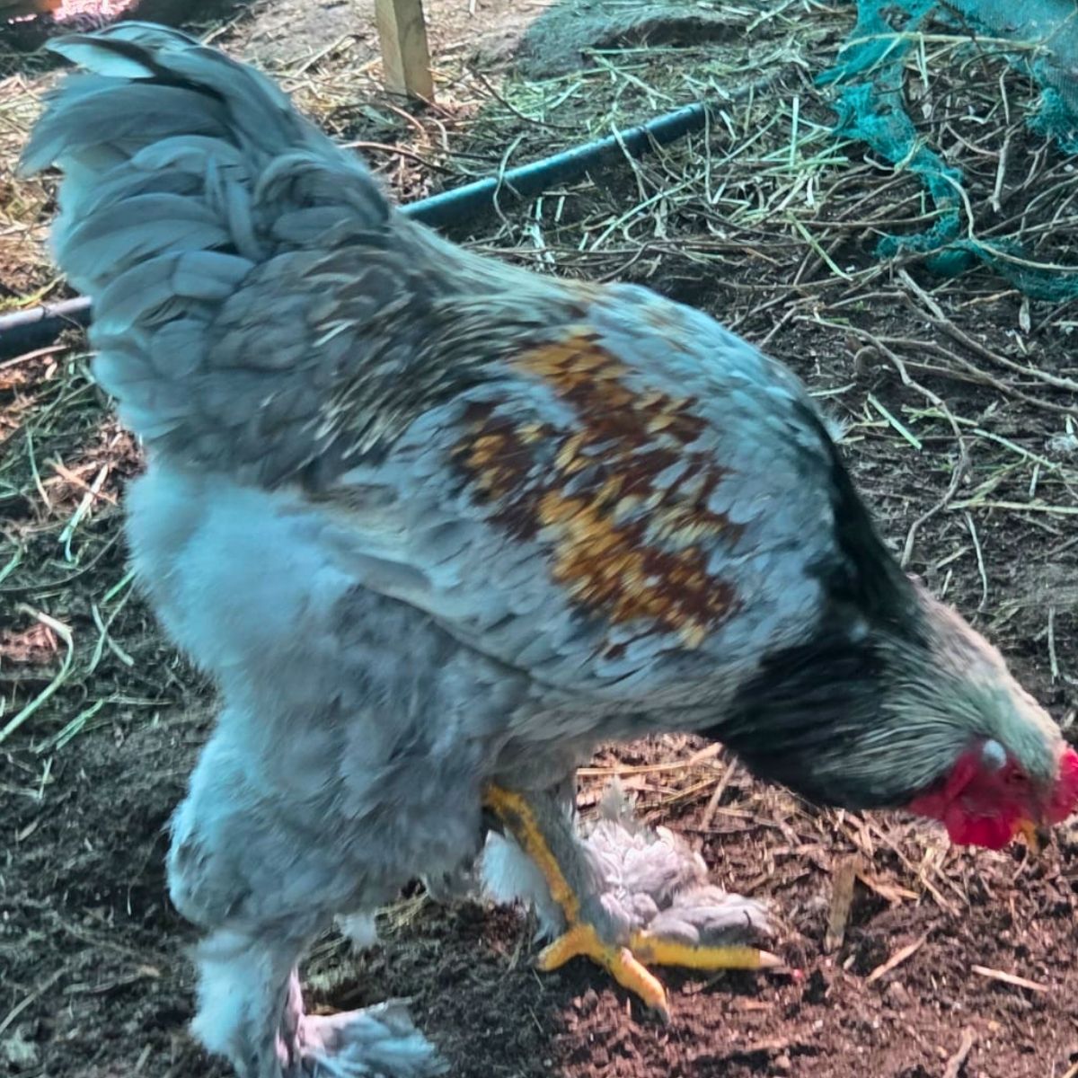 Brahma Fertile Eggs – Mixed Colour Gentle Giant Line (PRICE IS PER EGG) - Image 15