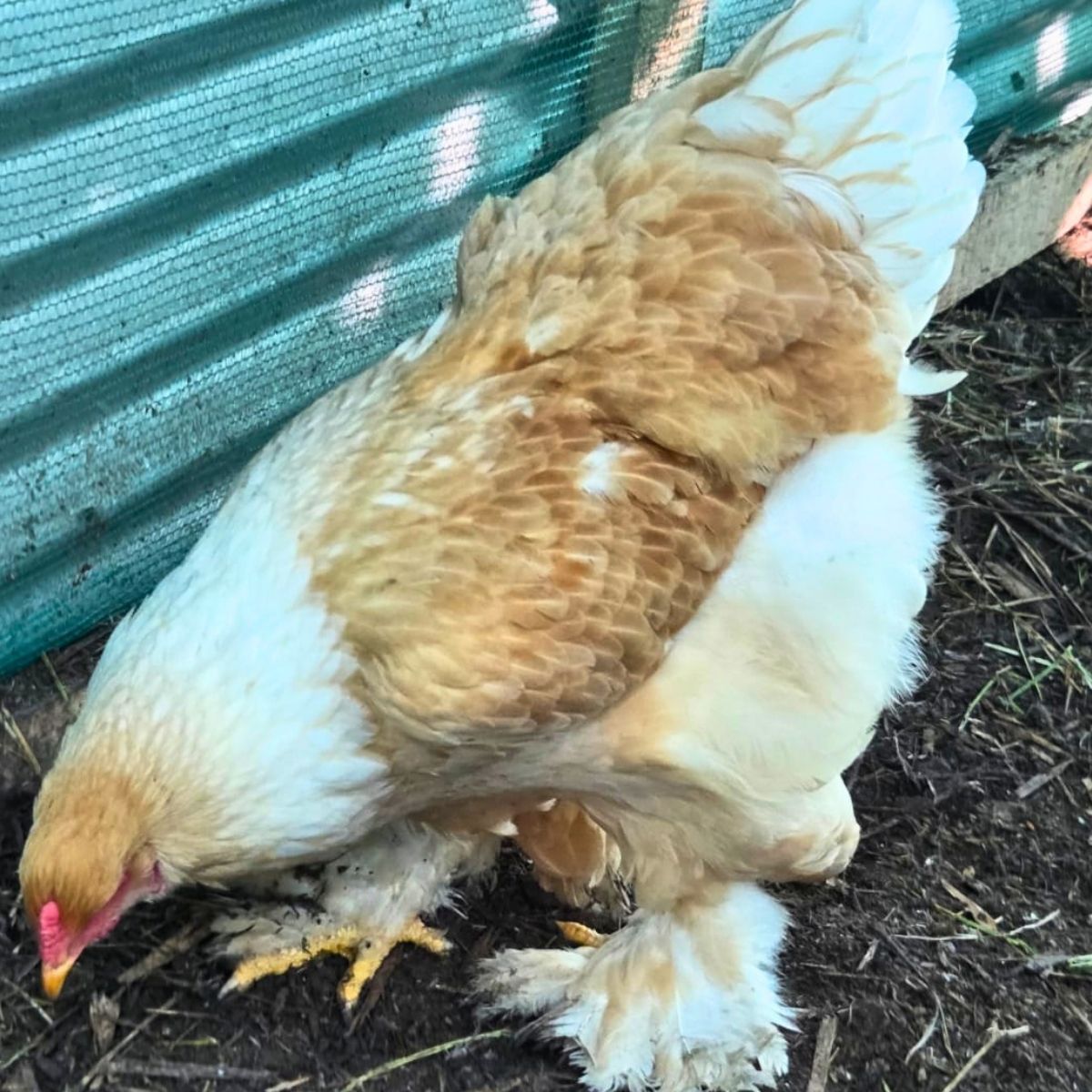 Brahma Fertile Eggs – Mixed Colour Gentle Giant Line (PRICE IS PER EGG) - Image 14