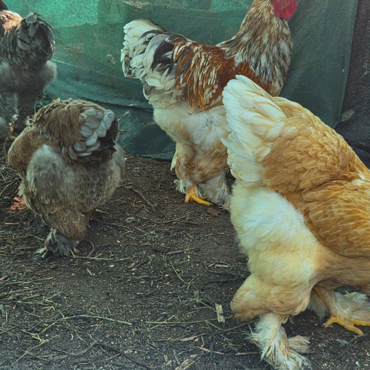 Brahma Fertile Eggs – Mixed Colour Gentle Giant Line (PRICE IS PER EGG) - Image 13