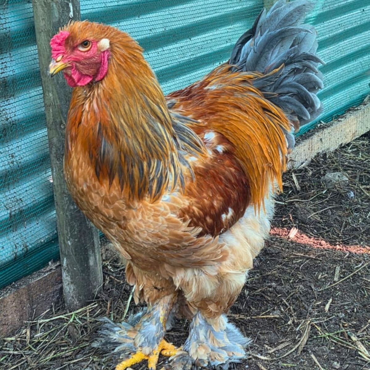Brahma Fertile Eggs – Mixed Colour Gentle Giant Line (PRICE IS PER EGG) - Image 12