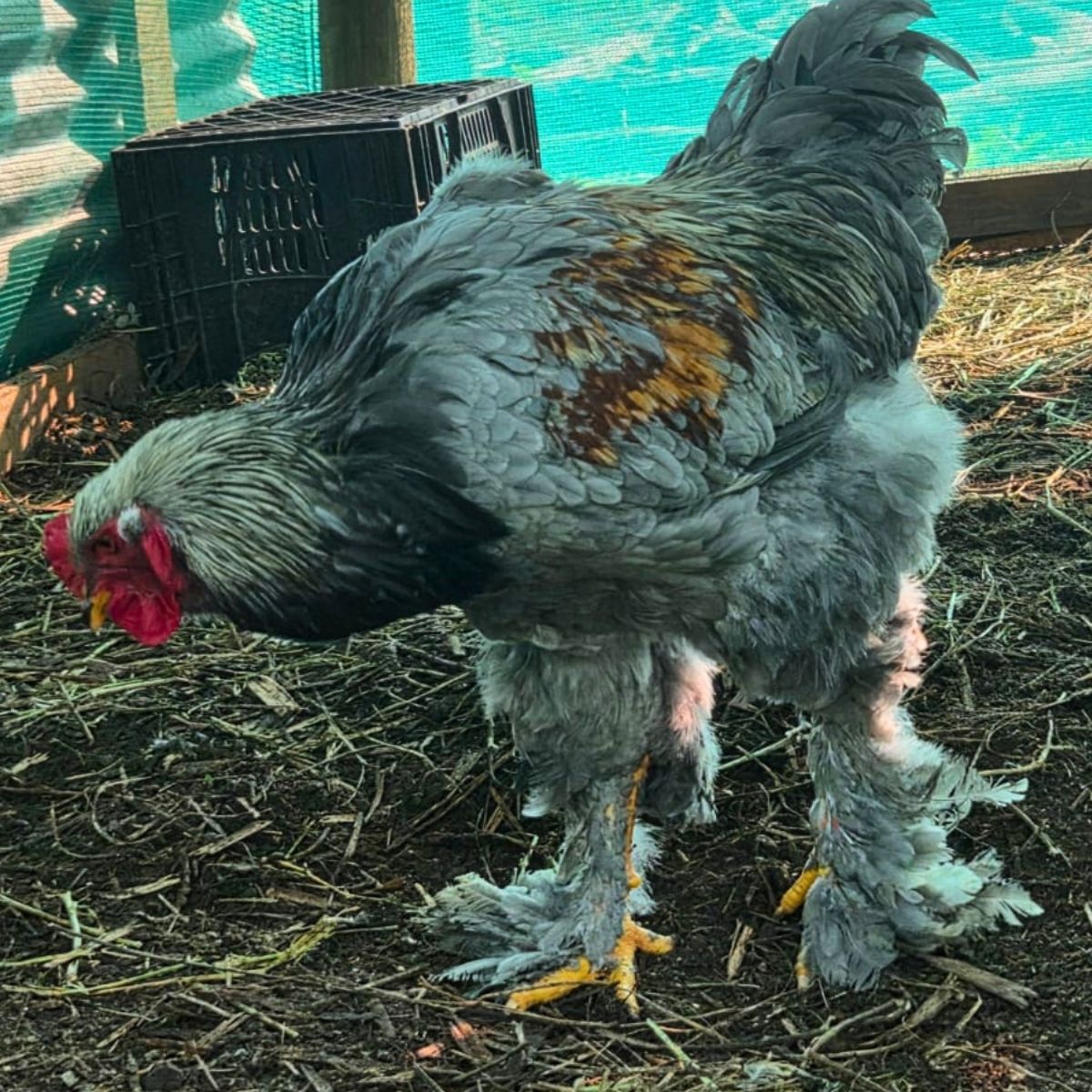 Brahma Fertile Eggs – Mixed Colour Gentle Giant Line (PRICE IS PER EGG) - Image 11