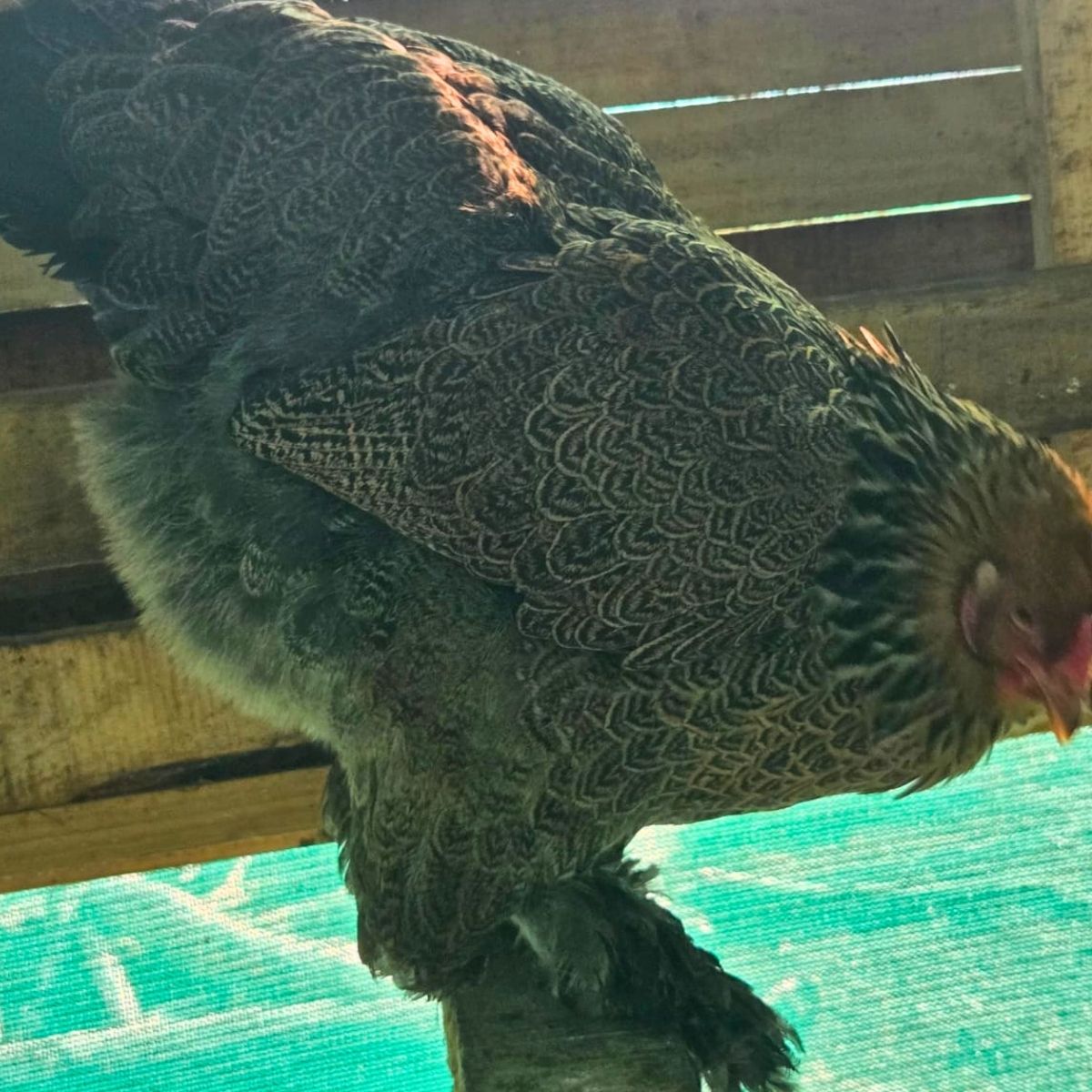 Brahma Fertile Eggs – Mixed Colour Gentle Giant Line (PRICE IS PER EGG) - Image 10