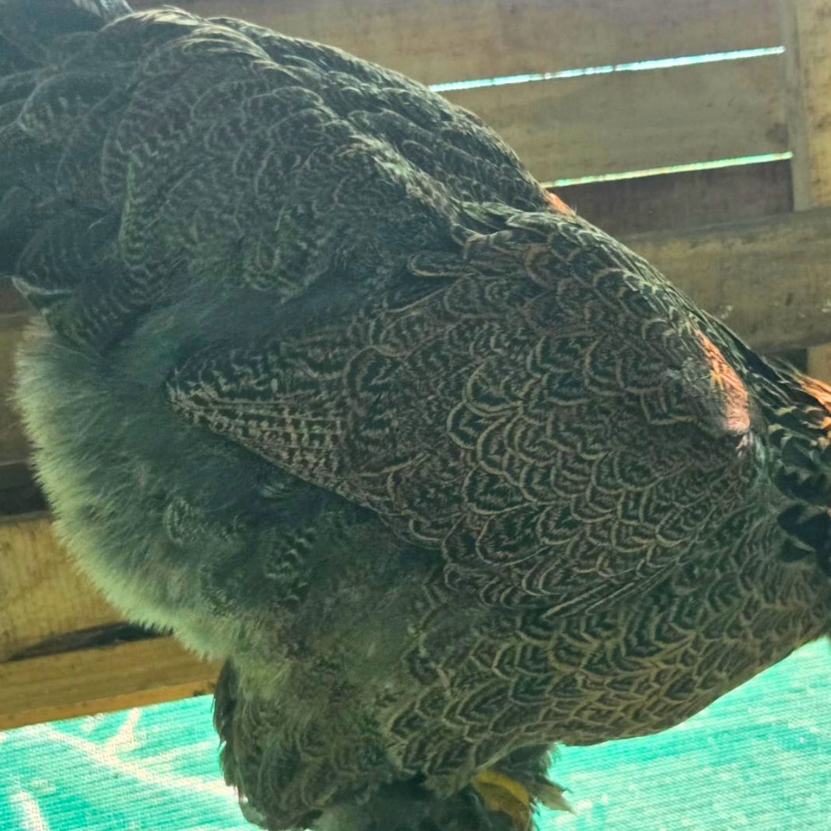 Brahma Fertile Eggs – Mixed Colour Gentle Giant Line (PRICE IS PER EGG) - Image 9
