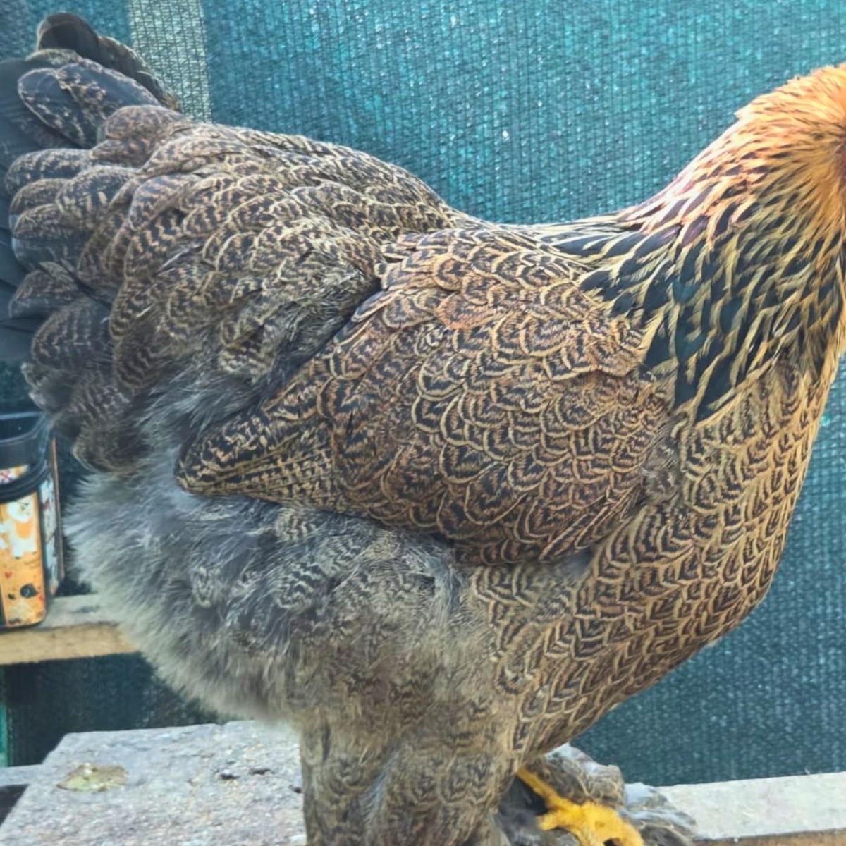 Brahma Fertile Eggs – Mixed Colour Gentle Giant Line (PRICE IS PER EGG) - Image 8