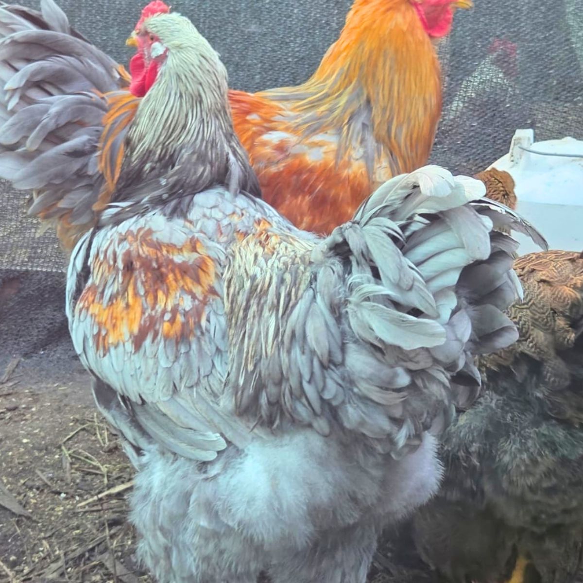 Brahma Fertile Eggs – Mixed Colour Gentle Giant Line (PRICE IS PER EGG) - Image 7