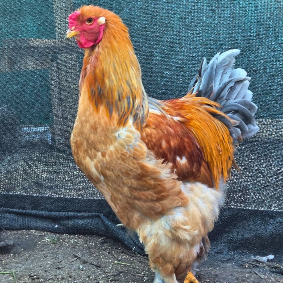 Brahma Fertile Eggs – Mixed Colour Gentle Giant Line (PRICE IS PER EGG) - Image 6