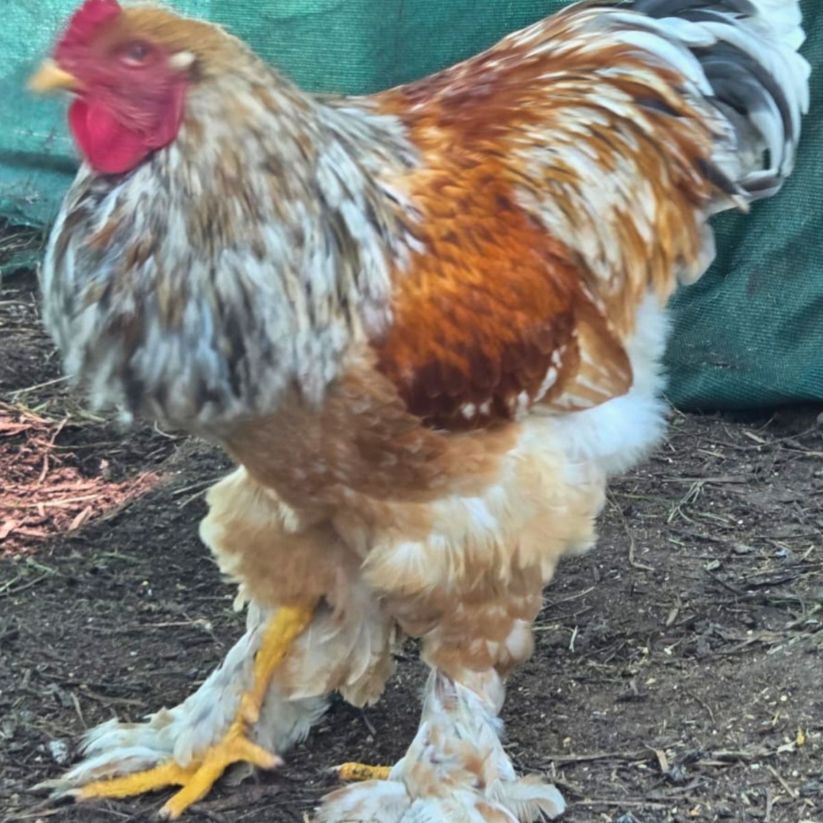 Brahma Fertile Eggs – Mixed Colour Gentle Giant Line (PRICE IS PER EGG) - Image 5