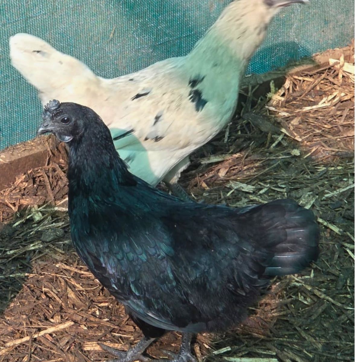 Dongxiang Blue Egg Fertile Eggs – Heritage Blue Layer (PRICE IS PER EGG) - Image 12