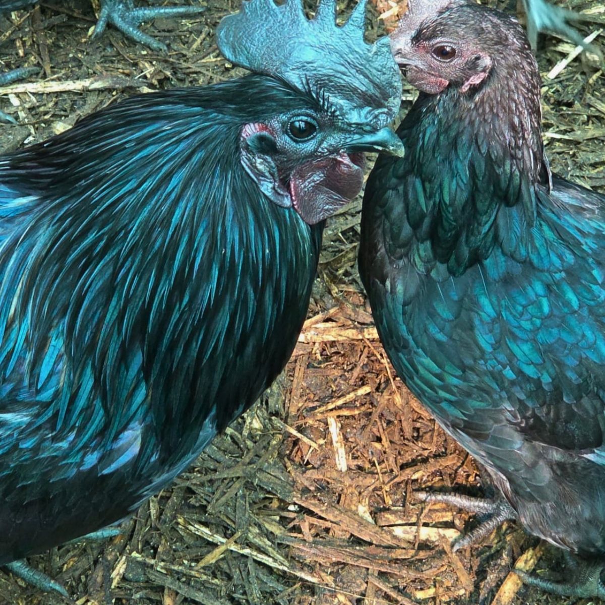 Dongxiang Blue Egg Fertile Eggs – Heritage Blue Layer (PRICE IS PER EGG) - Image 11