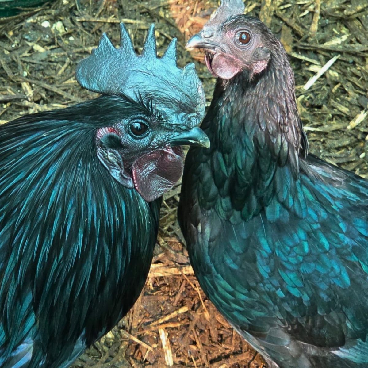 Dongxiang Blue Egg Fertile Eggs – Heritage Blue Layer (PRICE IS PER EGG) - Image 10