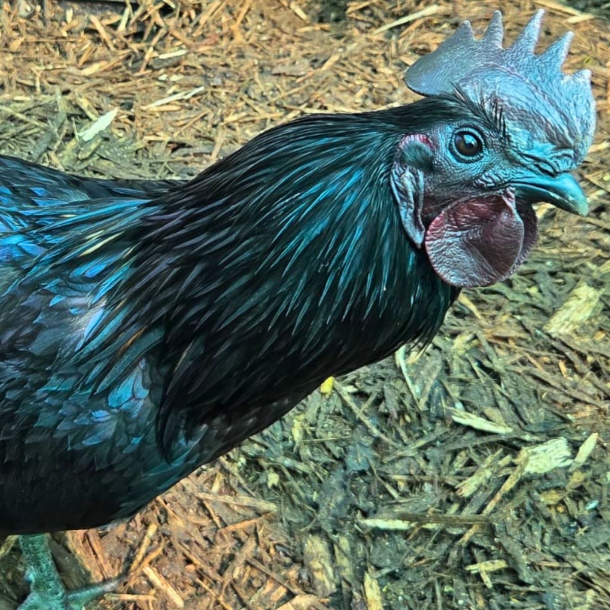 Dongxiang Blue Egg Fertile Eggs – Heritage Blue Layer (PRICE IS PER EGG) - Image 9