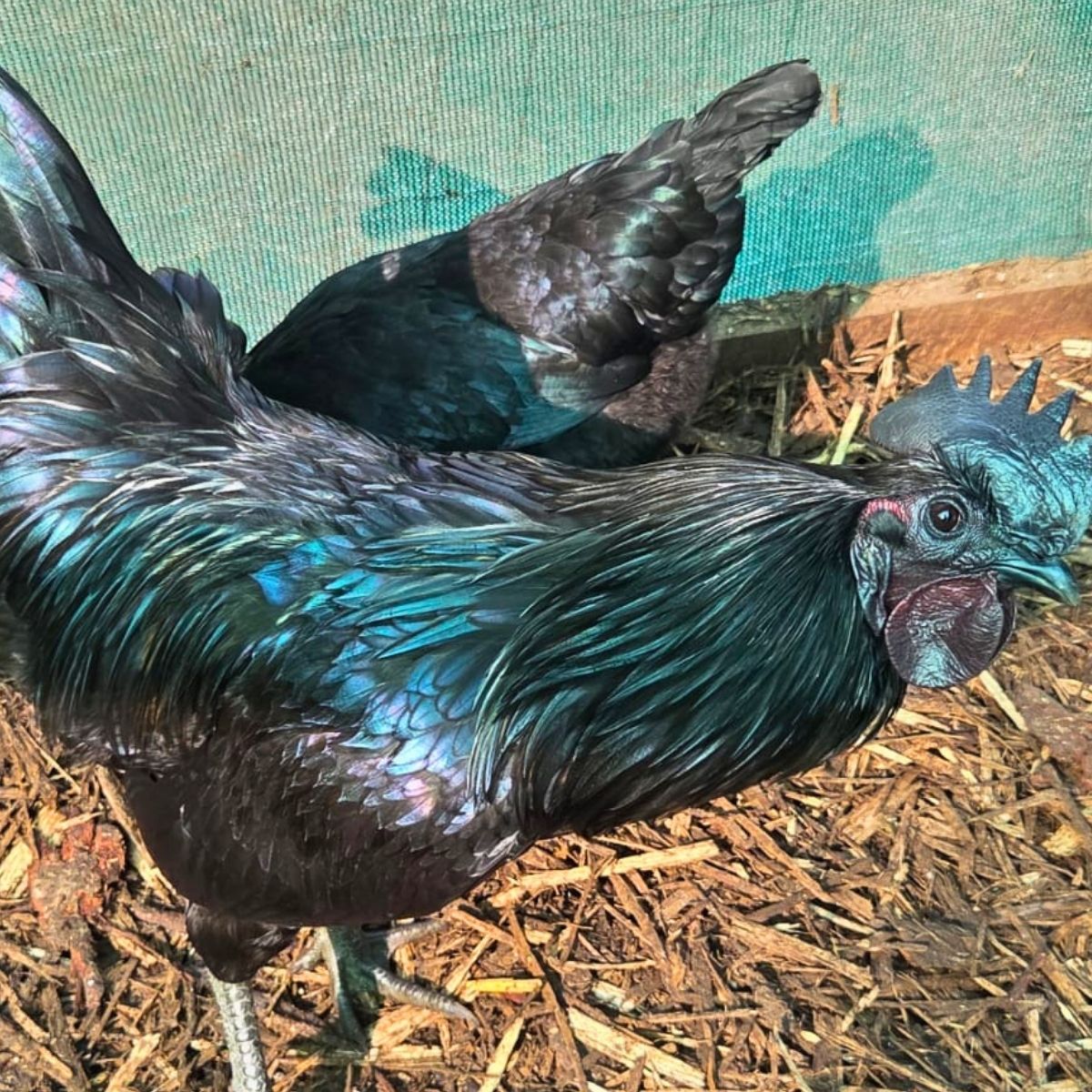 Dongxiang Blue Egg Fertile Eggs – Heritage Blue Layer (PRICE IS PER EGG) - Image 8