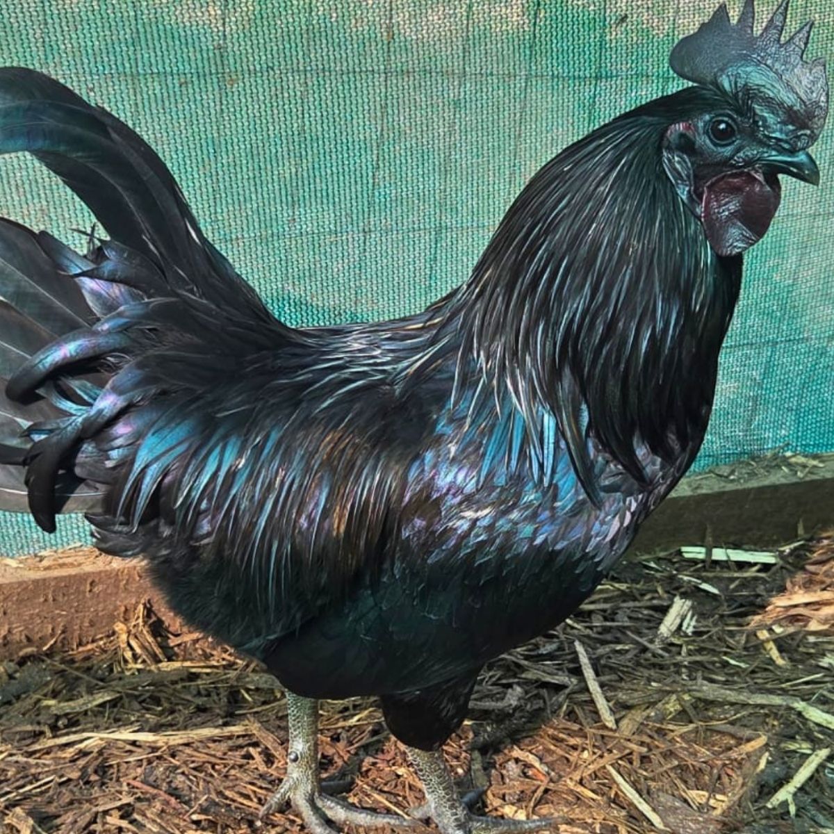 Dongxiang Blue Egg Fertile Eggs – Heritage Blue Layer (PRICE IS PER EGG) - Image 7