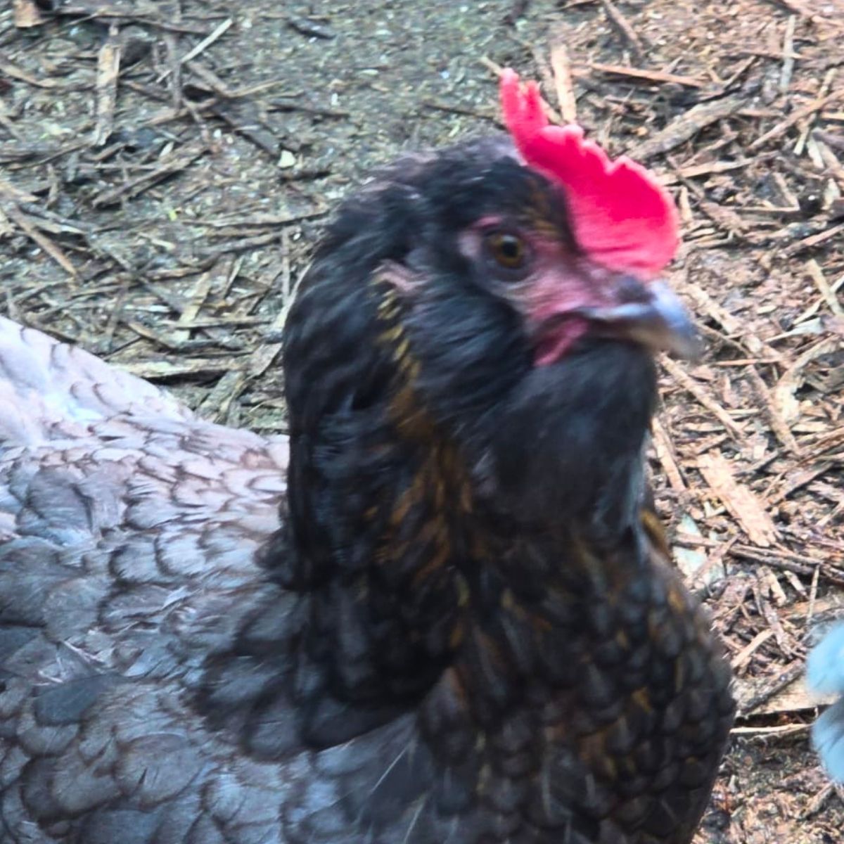 Cream Legbar-Type Cross Fertile Eggs – Blue & Green Egg Layers (PRICE IS PER EGG) - Image 40